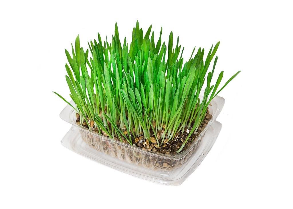 Super Grass for Cats, Birds, Guinea Pigs Etc. Shop Today. Get it Tomorrow!